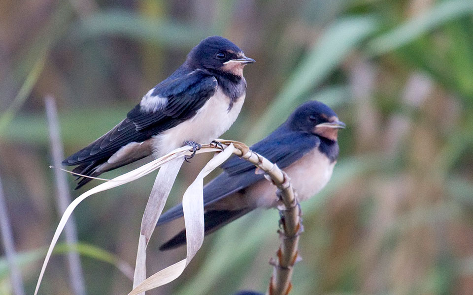 μην-ενοχλείτε-και-μην-ταΐζετε-τα-χελι-2372728