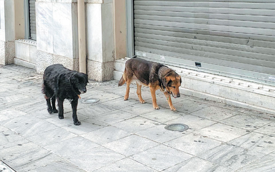 stayhome-αλεξάνδρα-χαριτάτου-ταΐζοντας-τα-α-2375804