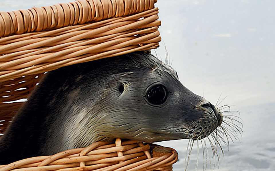 χαβάη-ανοιξε-ξανά-δημοφιλής-παραλία-τ-2372711