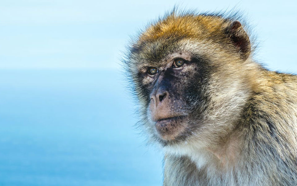 το-διατλαντικό-ταξίδι-των-πιθήκων-πάν-2373140