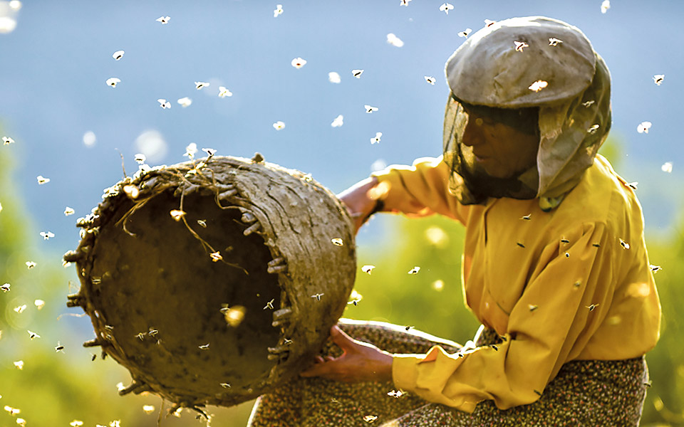 στη-γη-του-άγριου-μελιού-2374445