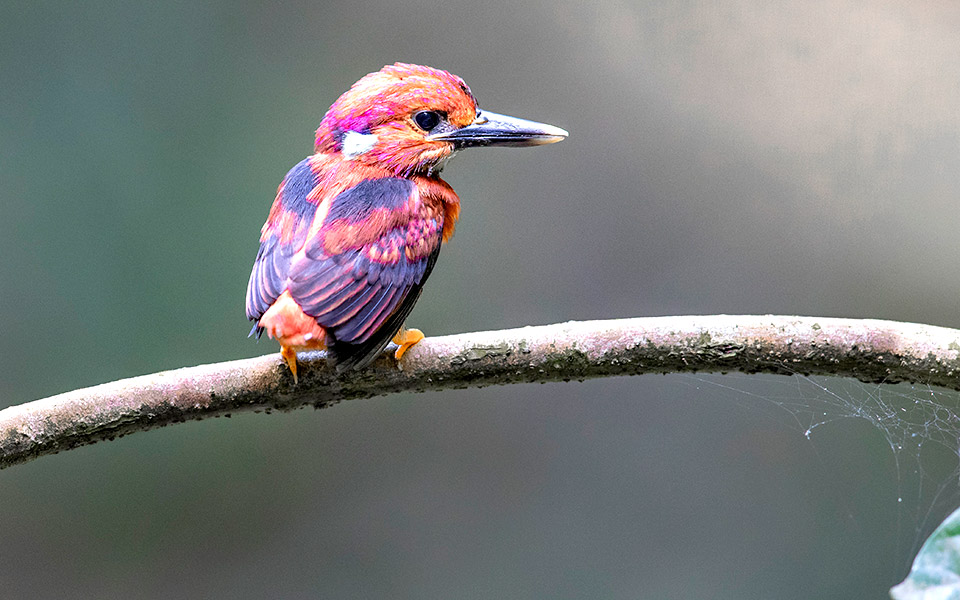 το-παράδειγμα-της-αλκυόνης-2374456