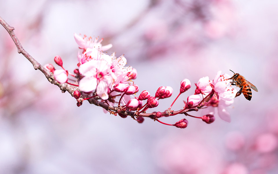 οι-μέλισσες-δουλεύουν-λες-και-δεν-συμ-2371357