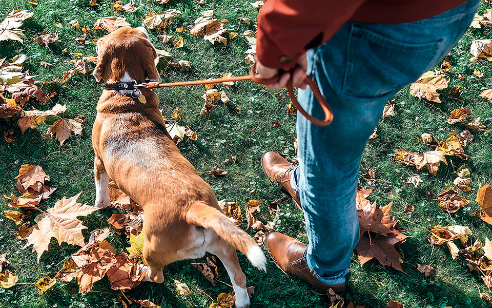 ωραία-εποχή-για-σκύλο-2373608
