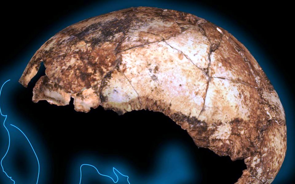 βρέθηκε-το-αρχαιότερο-κρανίο-homo-erectus-στον-κ-2372145