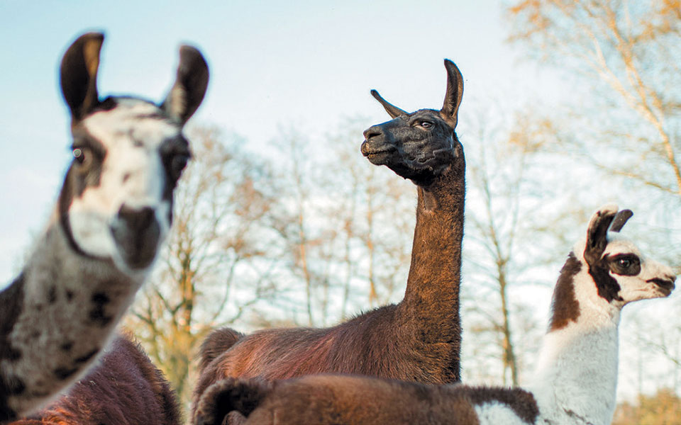 αντισώματα-λάμα-εξουδετερώνουν-τον-κ-2377226