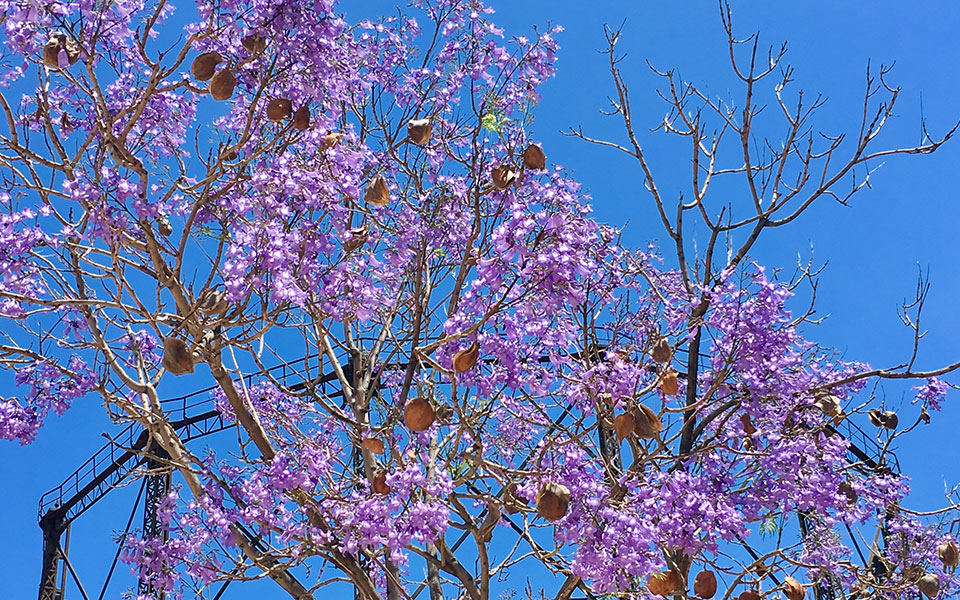 οι-τζακαράντες-μιας-χαμένης-άνοιξη-2380631