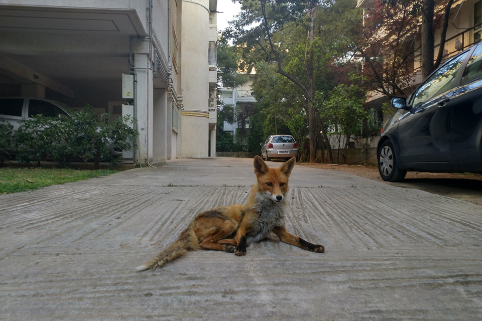 φωτογραφήματα-2376192