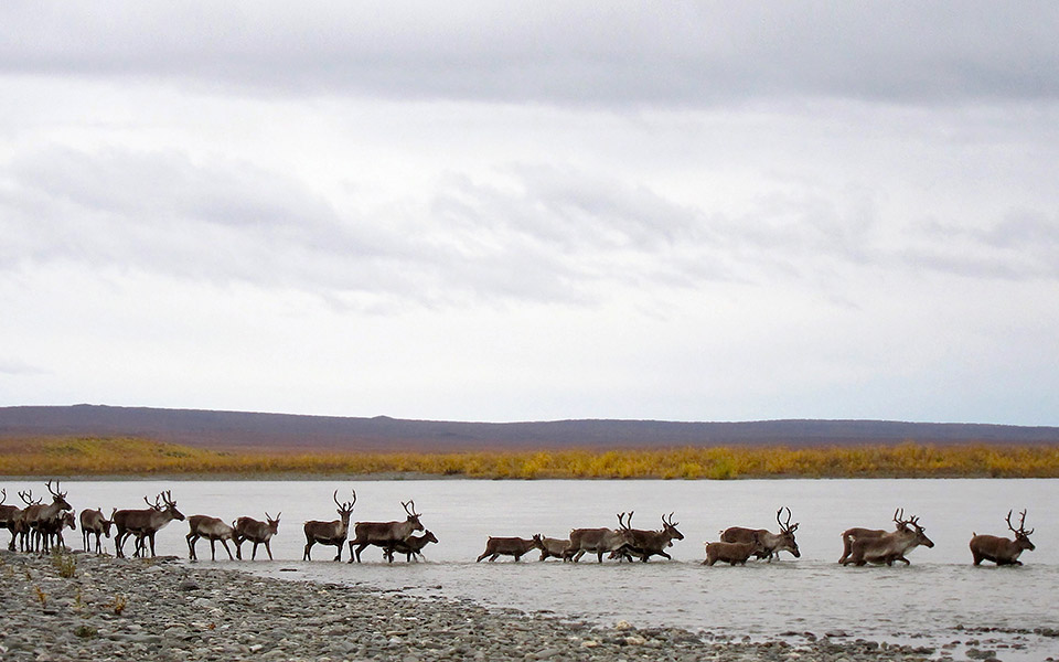 τί-μου-δίδαξαν-τα-καριμπού-2376743
