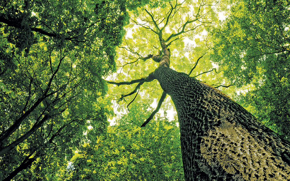 η-γυναίκα-που-ήθελε-να-γίνει-δέντρο-2380682