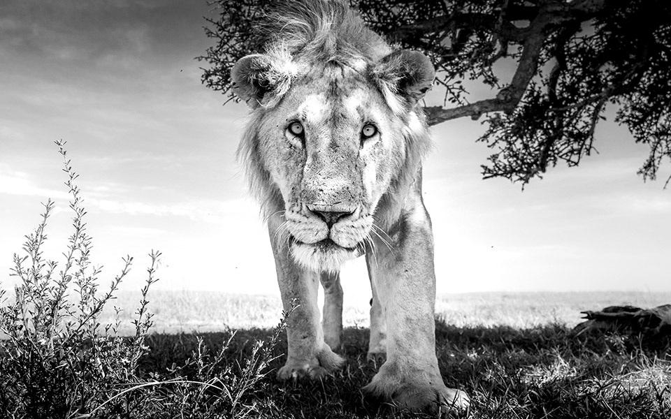 άγρια-ομορφιά-2376927