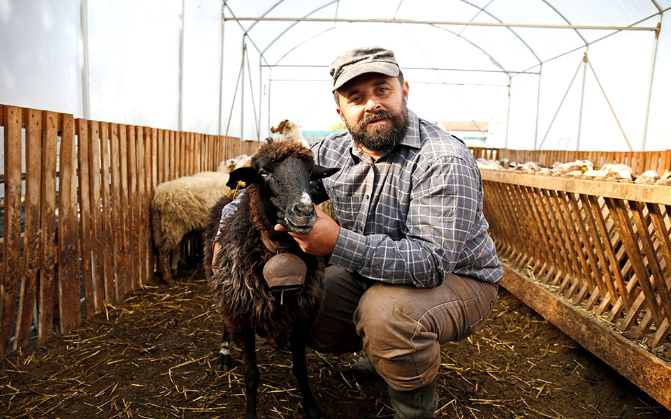 ο-επίμονος-βοσκός-2376702