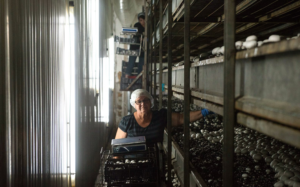 η-μεγαλύτερη-φάρμα-ελληνικών-λευκών-μ-2379507