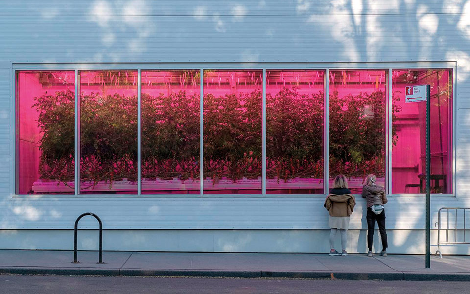 οι-ντομάτες-που-δεν-μπορούσαν-να-σταμα-2380087