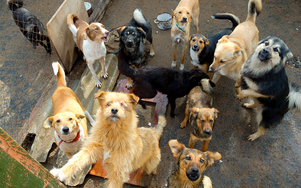 οι-πραγματικοί-κίνδυνοι-της-αγέλης-2377992