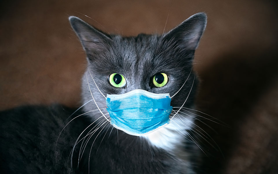 εκτο-περιστατικό-μολυσμένης-γάτας-απ-2377325