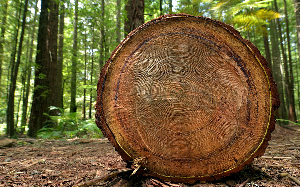 οι-μνήμες-μιας-πανάρχαιης-σεκόγιας-2379502