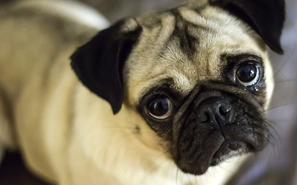 πετάει-ο-γάιδαρος-2378956