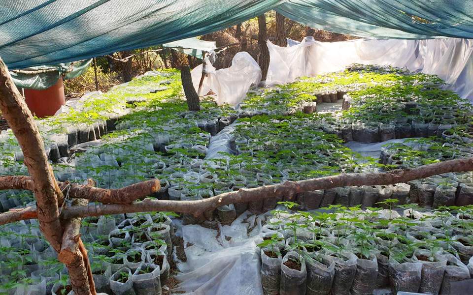 ρέθυμνο-σε-εξέλιξη-αστυνομική-επιχεί-2384678