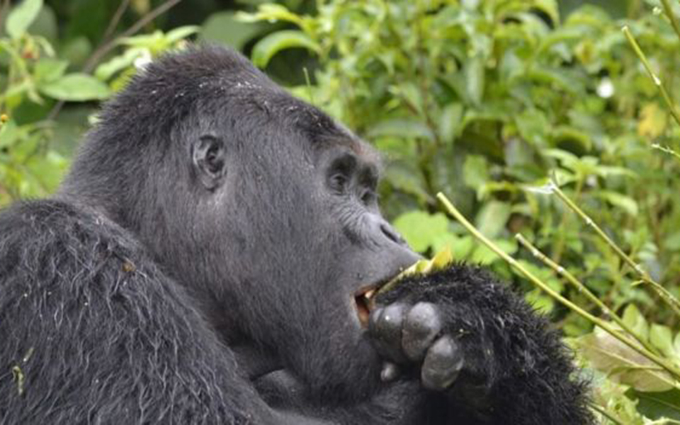 κυνηγοί-σκότωσαν-τον-διάσημο-ορεινό-γ-2382797