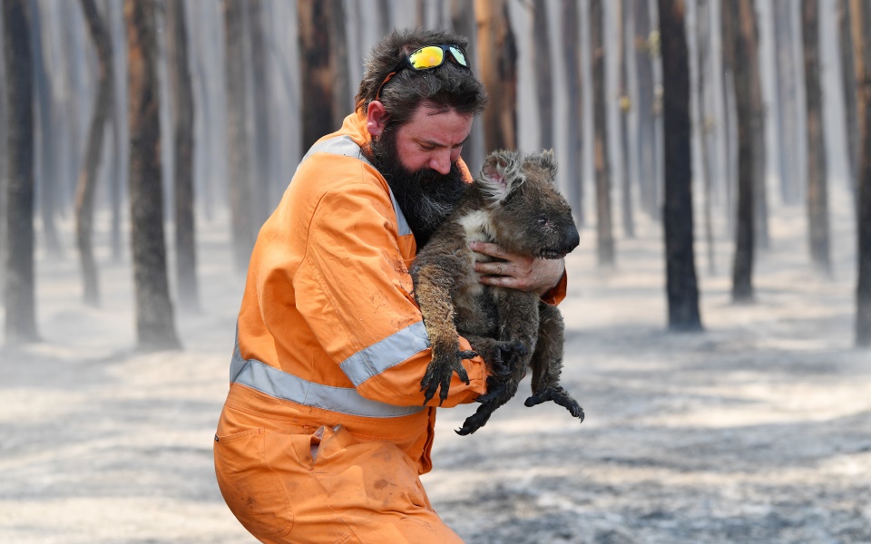 τα-κοάλα-της-νότιας-αυστραλίας-ίσως-εξ-2385624