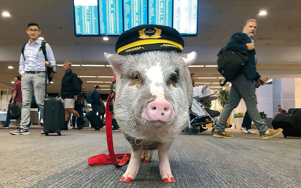 ενα-μπέργκερ-ισούται-με-μισό-γαλόνι-β-2384106