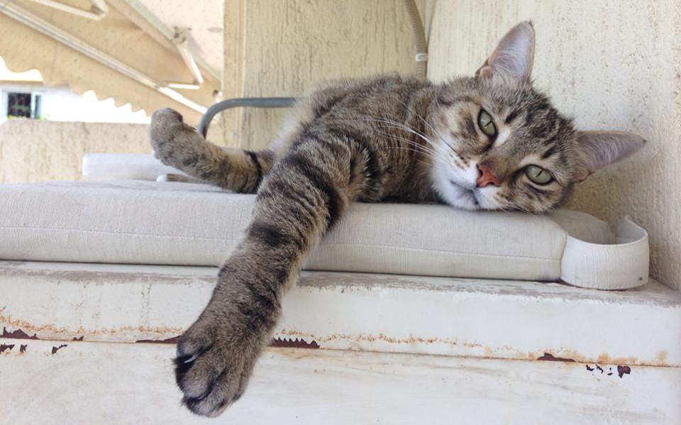 cdc-οι-γάτες-μπορούν-να-κολλήσουν-την-covid-19-απ-2382130