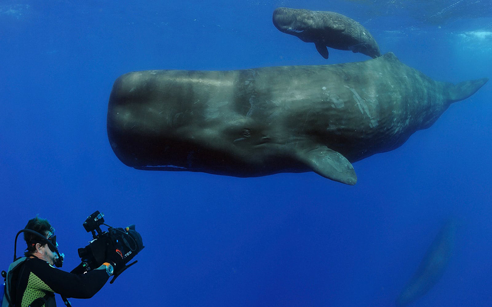 h-omega-μας-προσκαλεί-να-δούμε-την-ταινία-planet-ocean-2382619