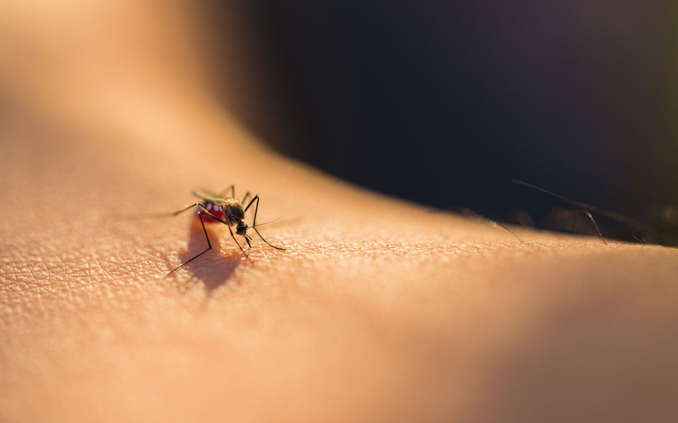 ιός-του-δυτικού-νείλου-στα-25-τα-κρούσμα-2385332