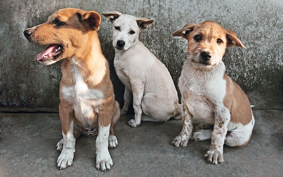 η-ιδέα-του-αντισπισισμού-2383552