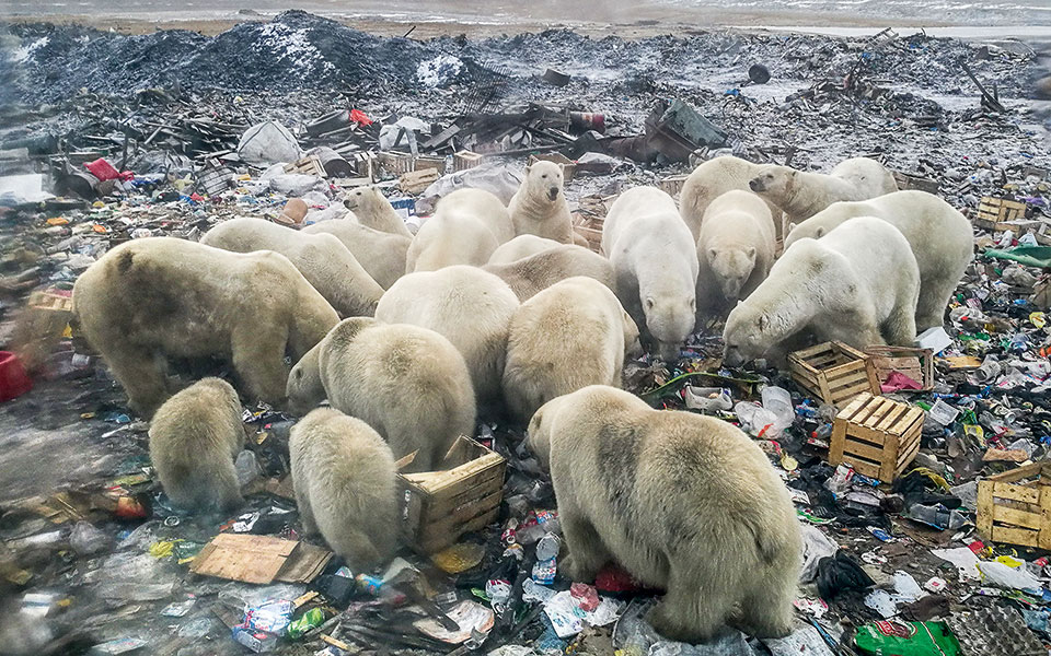 πολικές-αρκούδες-τέλος-2390744