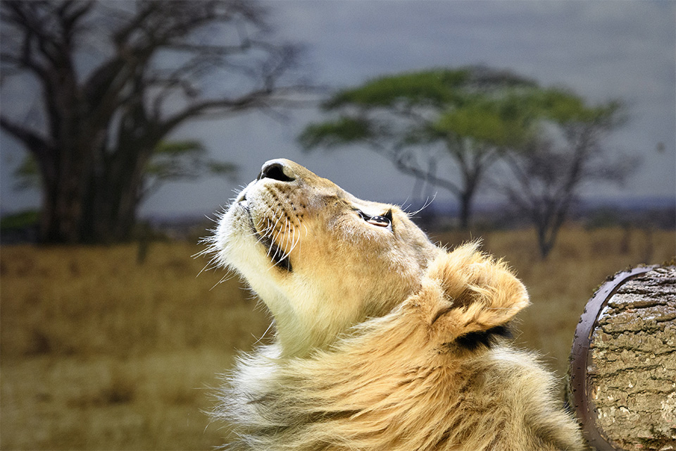 φωτογραφήματα-2390361