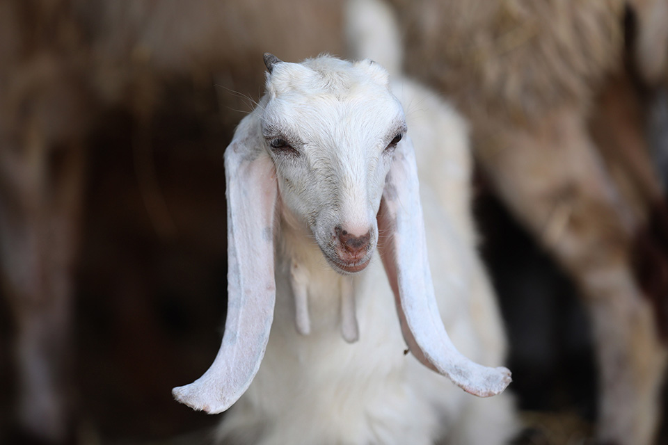 φωτογραφήματα-2390775