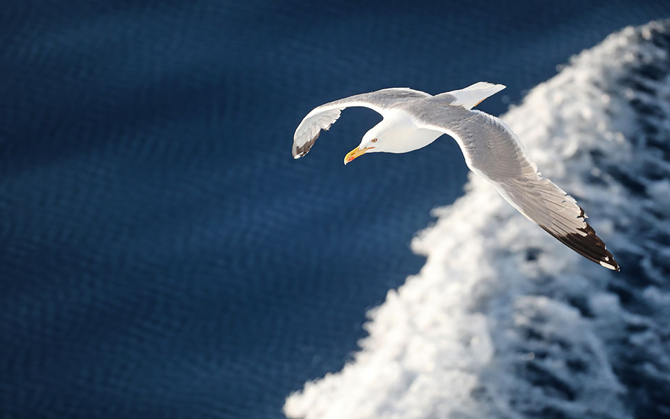 η-δική-μας-θάλασσα-των-ξένων-2388649