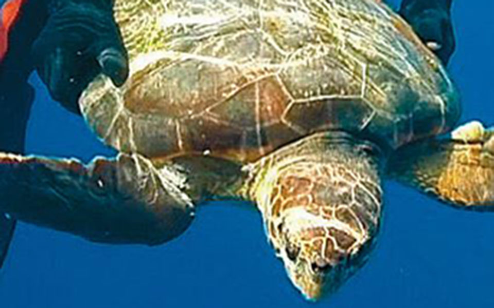 καθαρότερες-θάλασσες-λόγω-καραντίνα-2386766