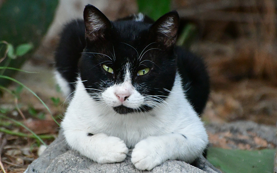 ιταλία-γάτος-τέθηκε-σε-εξάμηνη-καραντ-2387072