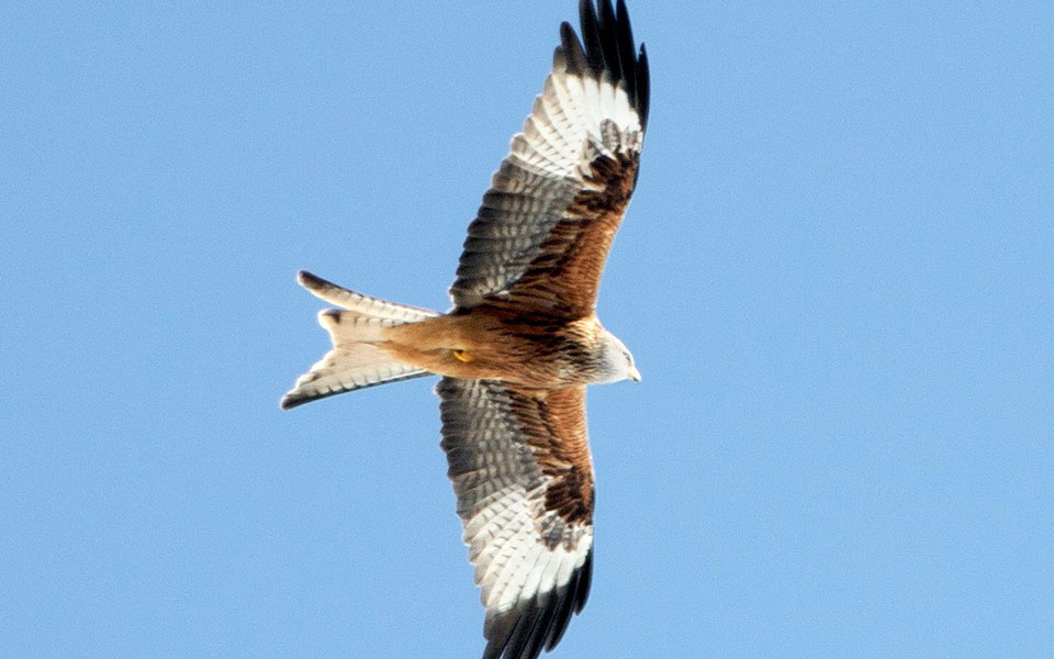 επανεισαγωγή-απειλούμενου-είδους-2389101