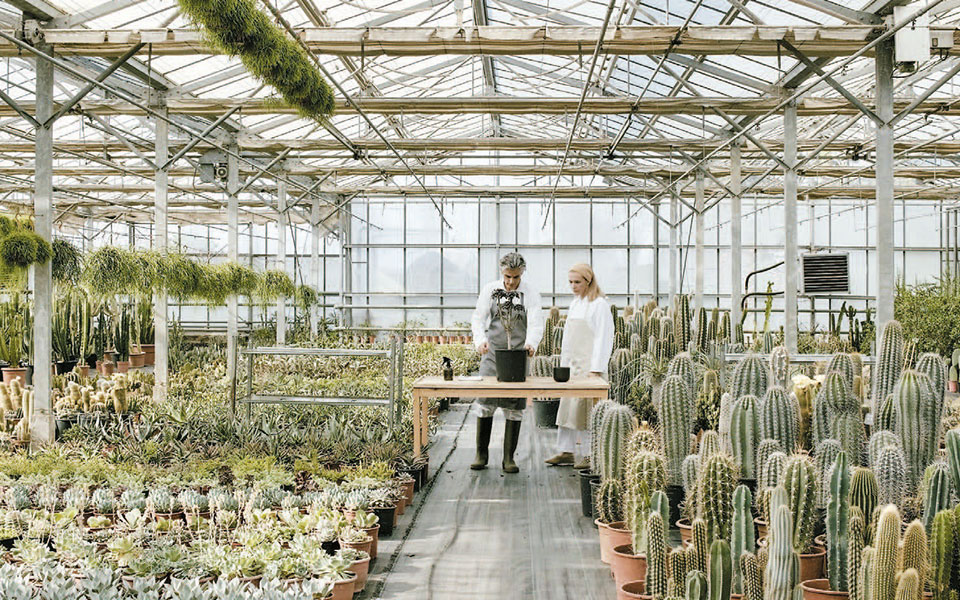 οι-κάκτοι-ανθίζουν-στο-μέγαρο-2388178