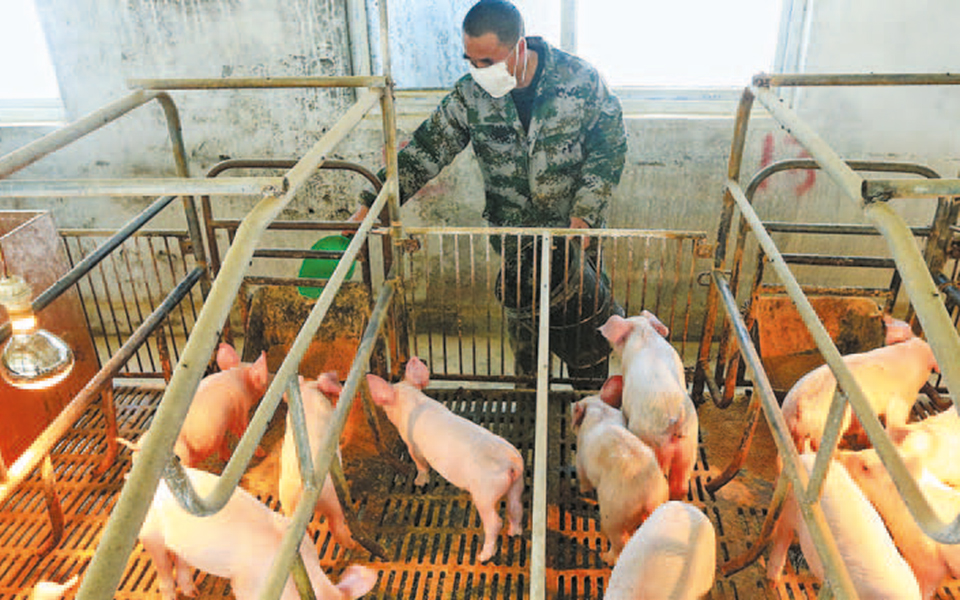 νέο-στέλεχος-της-γρίπης-των-χοίρων-2385812