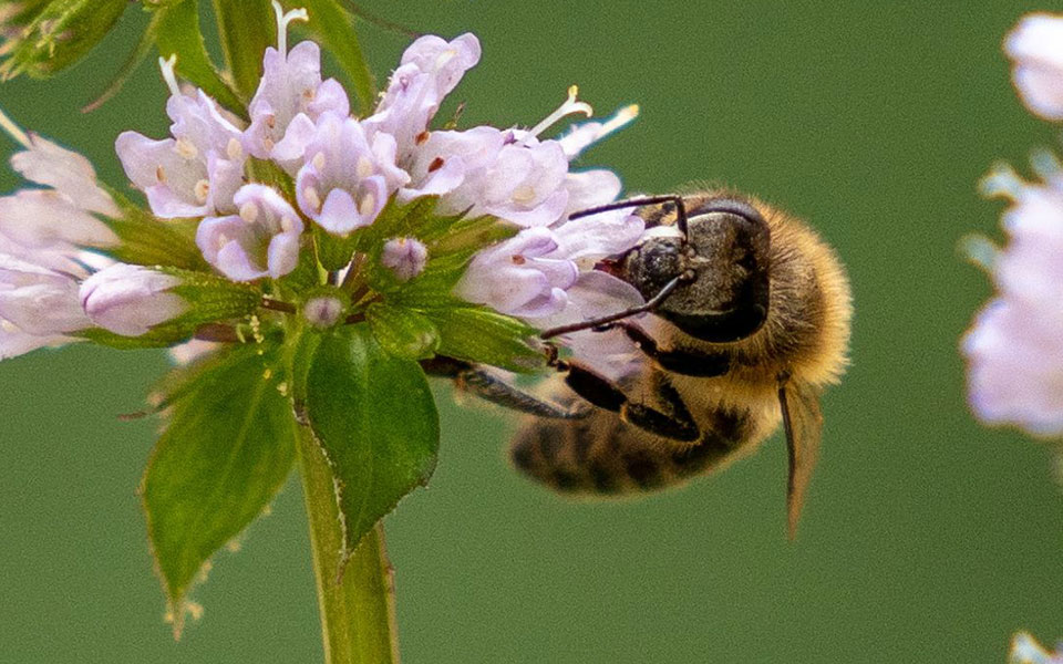 διατροφική-απειλή-η-εξαφάνιση-μελισσ-2390645