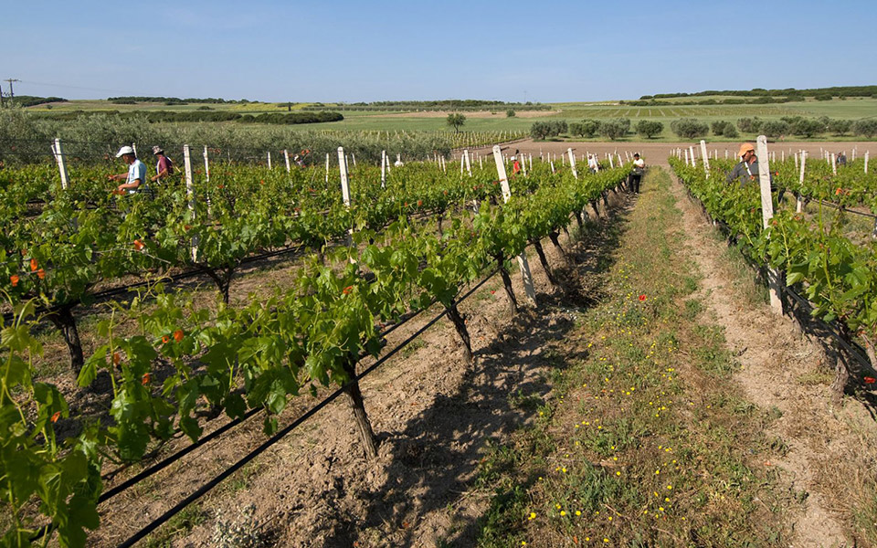 κρητικό-τερουάρ-μια-ιστορία-αρχαία-2390418