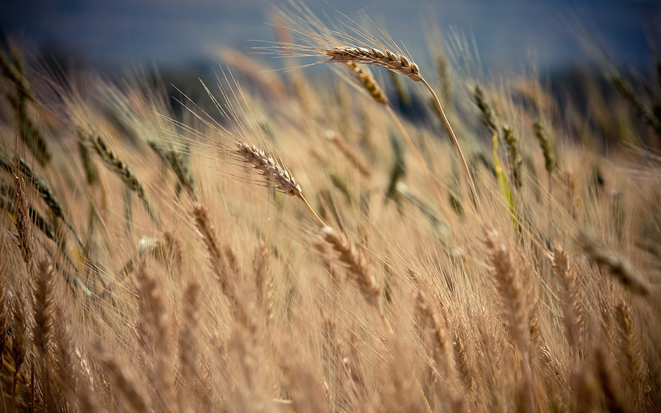 καλοκαίρι-όλο-το-χρόνο-2389817