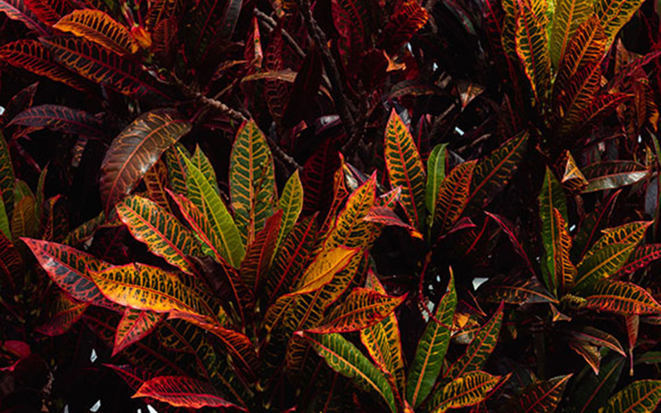 πέντε-μεγάλα-φυτά-εσωτερικού-χώρου-πώ-2389717