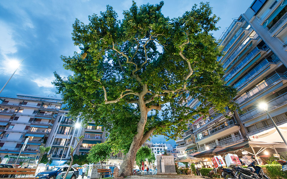 τα-δέντρα-έχουν-τη-δική-τους-ιστορία-2390259