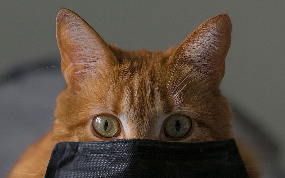 θετική-στον-κορωνοϊό-γάτα-στο-ηνωμένο-2390172