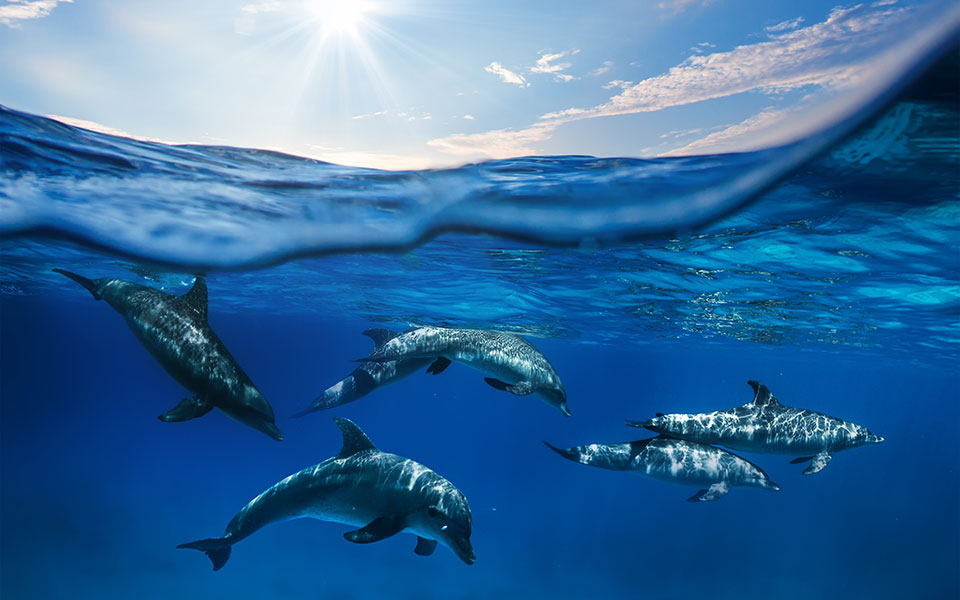 η-τελευταία-ανάσα-της-κάθι-2390962