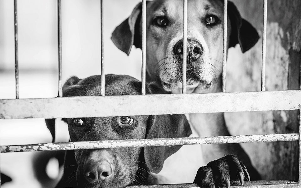 καταφύγια-ελπίδας-2389251