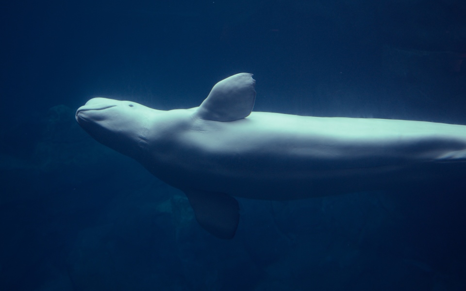 μία-μοναχική-μπελούγκα-χιλιάδες-μίλι-2387789