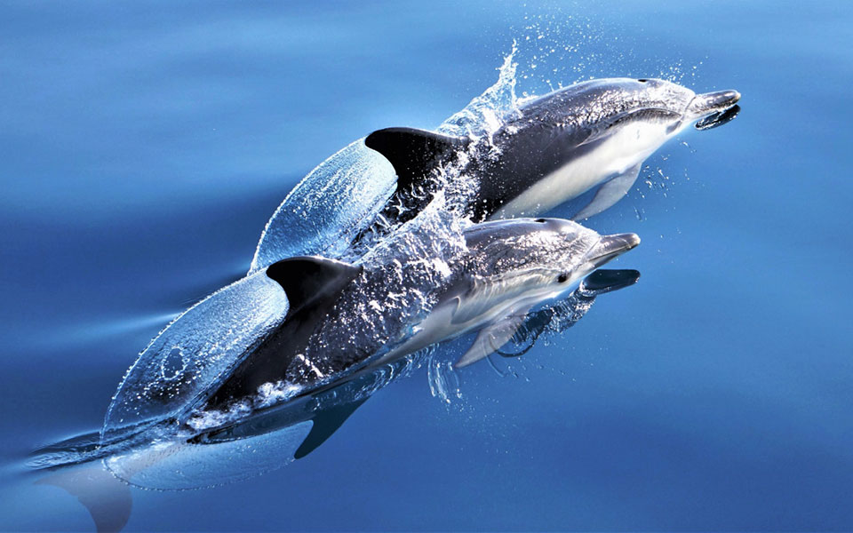 το-αρχιπέλαγος-φροντίζει-τα-θηλαστ-2391398