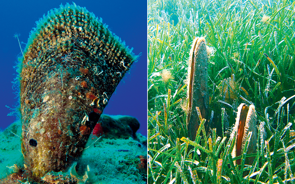 με-αφανισμό-απειλούνται-οι-πίνες-2298820